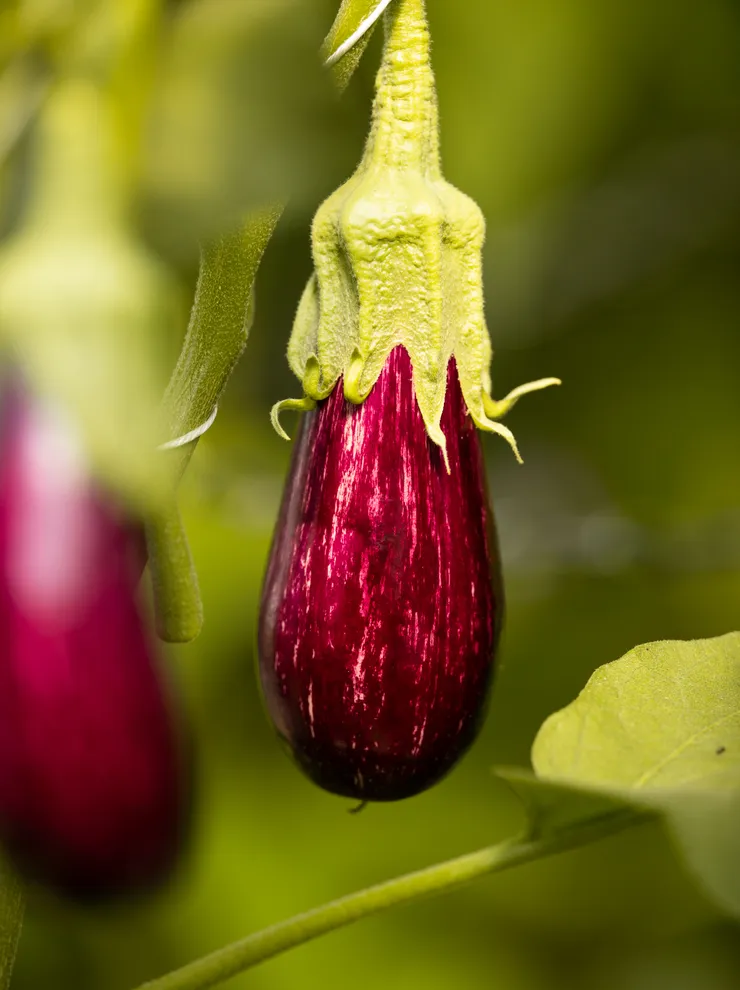 Reife gestreifte Aubergine wächst an Pflanze mit grünen Blättern