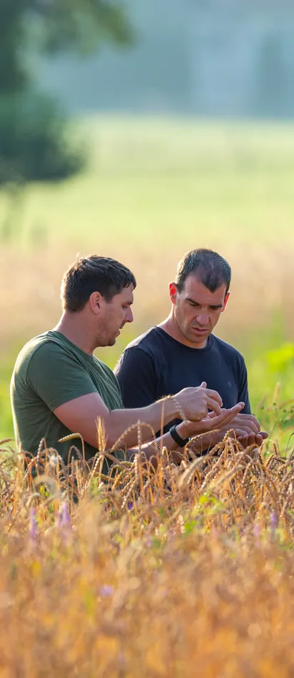 Zwei Landwirte begutachten Getreidepflanzen auf einem Feld im Morgenlicht