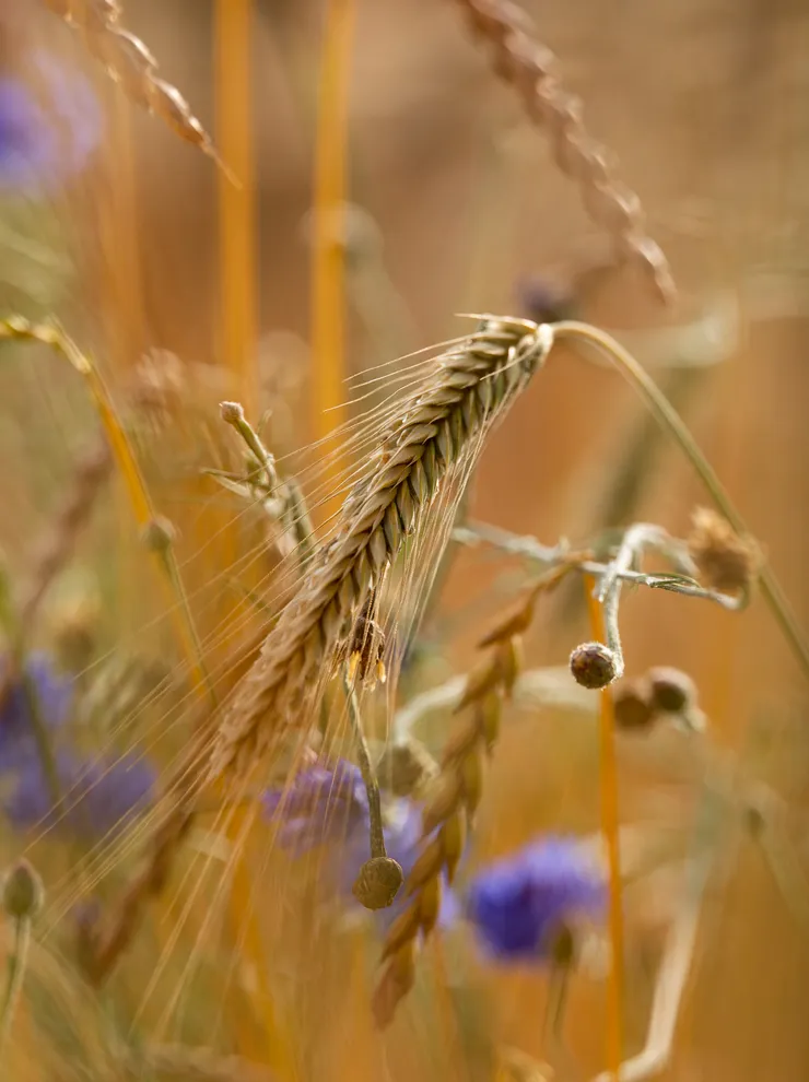 Close-up of ripe wheat ear in a field with blurred purple wildflowers