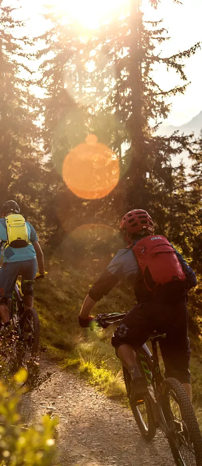 Group of mountain bikers riding uphill on a forest trail at sunset