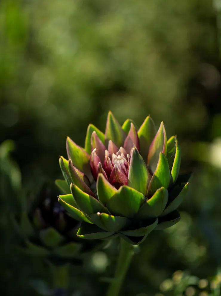 Close-up of an artichoke bud with green and purple leaves in sunlight