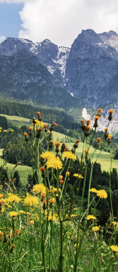 Berglandschaft in Leogang
