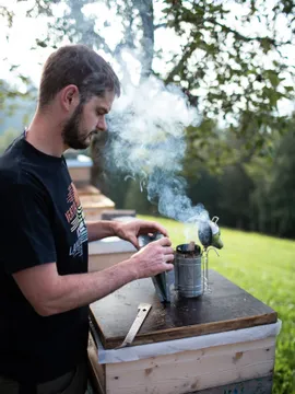 Beekeeper using a smoker near beehives in a sunny outdoor setting