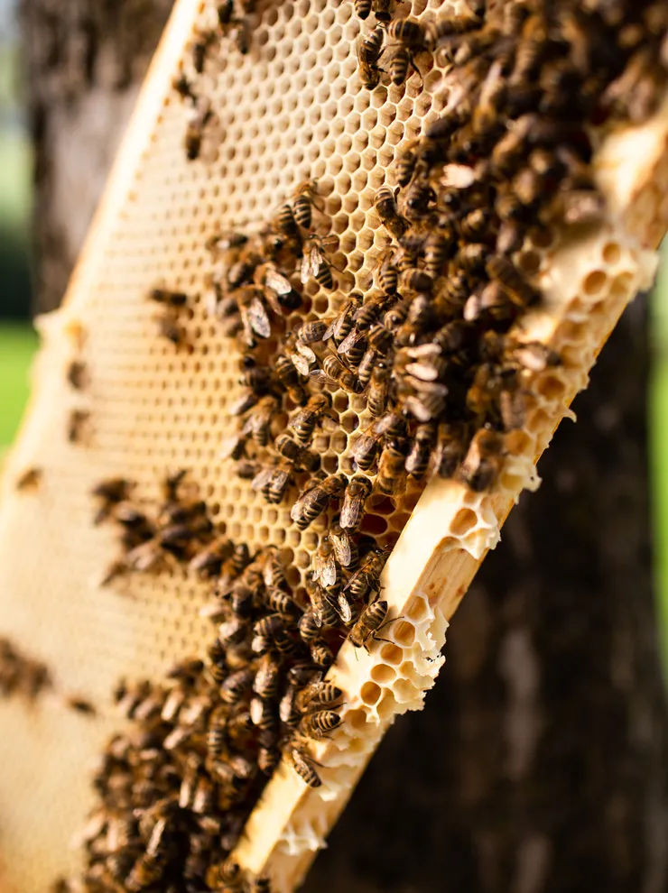 Honeybees working on a natural honeycomb frame in a beekeeping hive