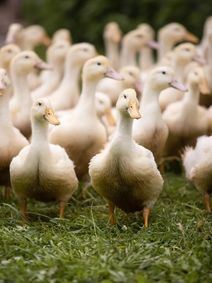 Group of white ducks standing on green grass in a farm setting