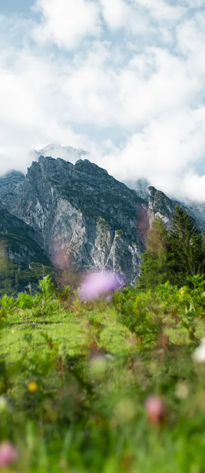 Alpine mountain range with rocky peaks, lush green forest and wildflowers in foreground