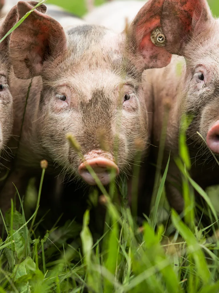 Drei Ferkel stehen dicht beieinander im grünen Gras auf einem Bauernhof