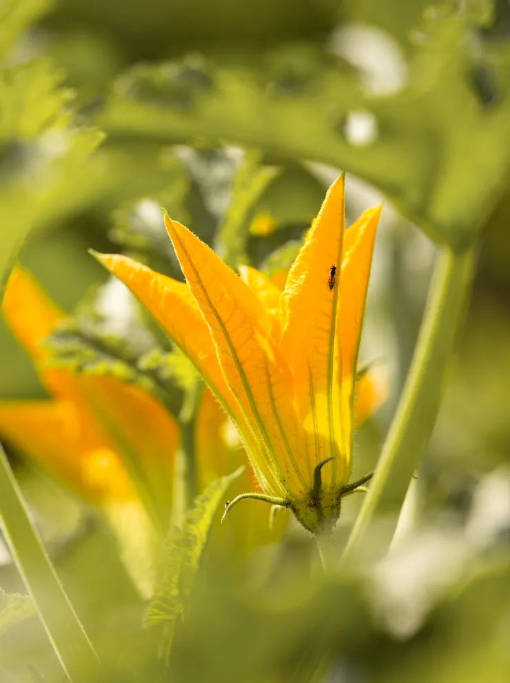 Leuchtend gelbe Zucchiniblüte im Sonnenlicht mit kleinem Insekt auf dem Blütenblatt