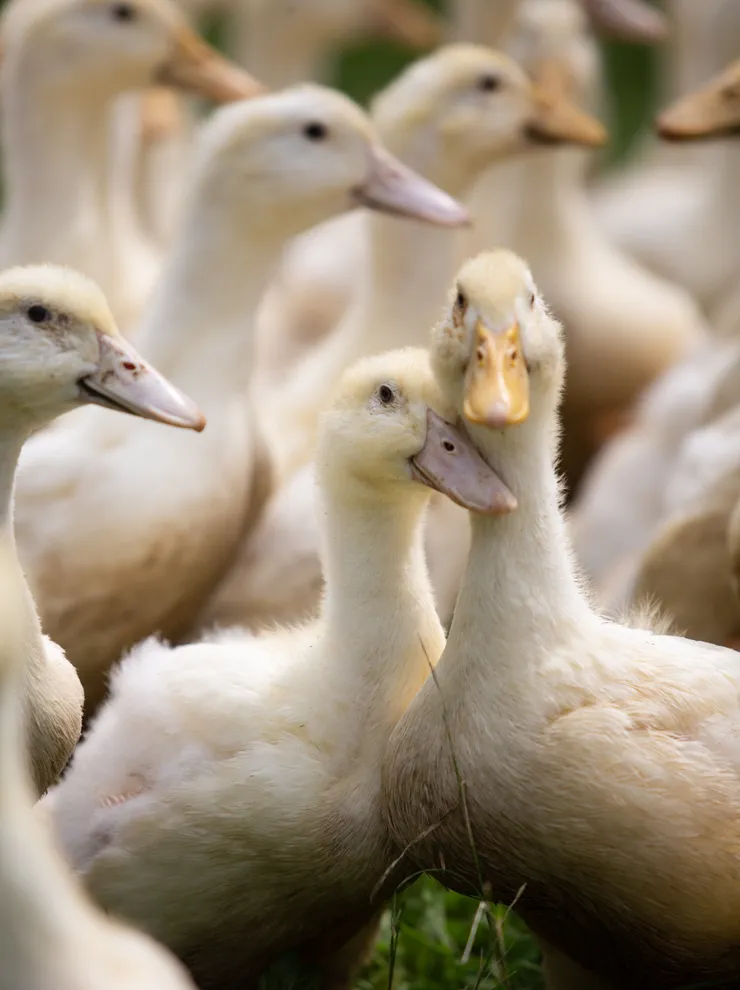 Group of young white ducks standing closely together on green grass