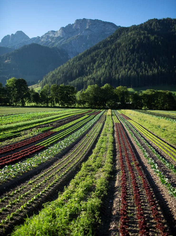 Bio-Gemüsefeld mit bunten Pflanzreihen in einem Bergtal