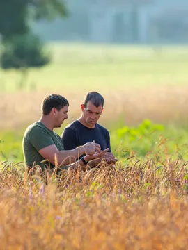 Zwei Landwirte besprechen sich im Weizenfeld an einem sonnigen Tag