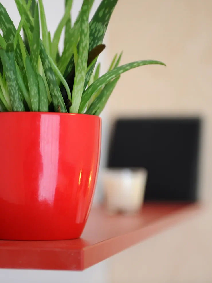 Aloe Vera Pflanze in rotem Blumentopf auf rotem Regal in modernem Innenraum