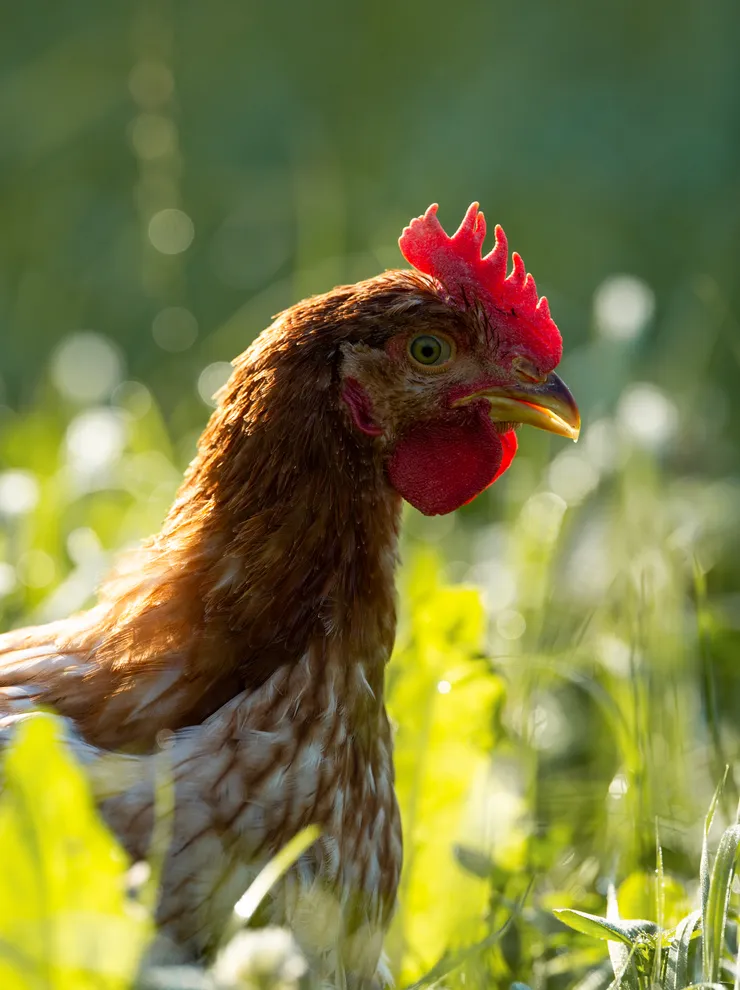 Freilaufendes braunes Huhn im grünen Gras mit Sonnenlicht im Hintergrund