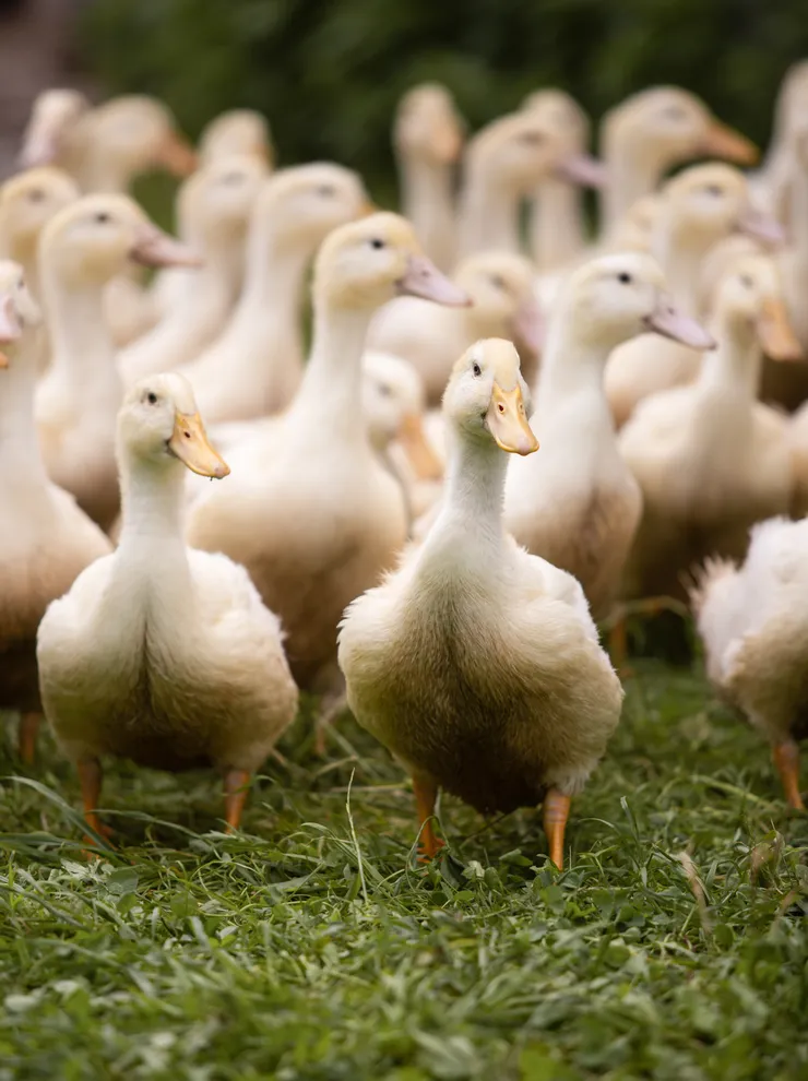 Group of young white ducks standing on green grass at a farm