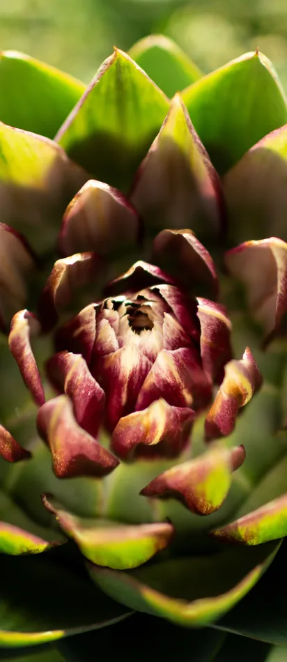 Nahaufnahme einer Artischockenblüte mit grünen und violetten Blättern